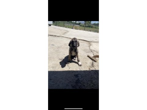 Saf kan şecereli yavru kangallar