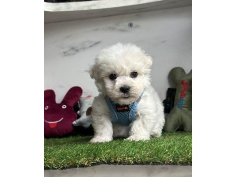 Maltese terrier yavruları