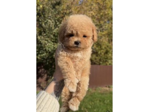 Bal rengi poodle bebekler