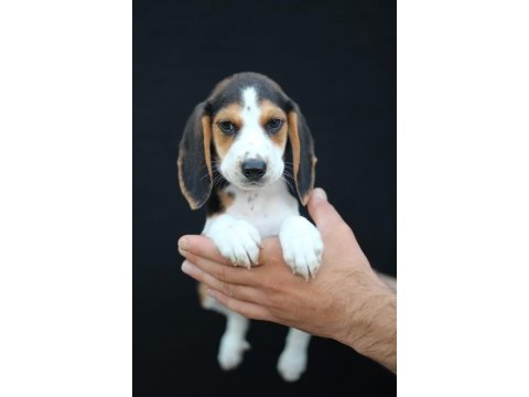 Akkuş üretim çiftliğinden beagle yavruları