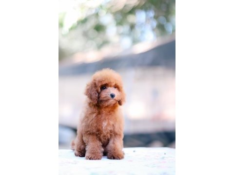 Toy poodle bebek köpeklerimiz