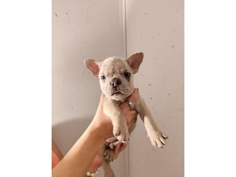 Exotic french bulldog yavrular