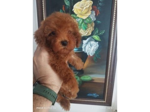 Red brown üst kalite toy poodle yavrular