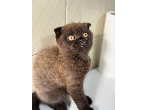 Scottish fold ev ortamından