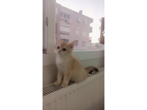 Full şecereli ny 12 erkek british shorthair