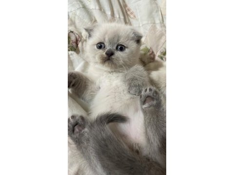 Scottish fold, blue point ve british shorthair bebekler