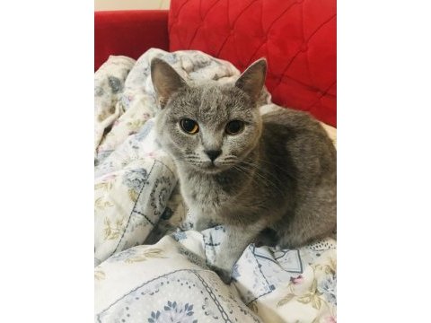Sahiplendirme british shorthair