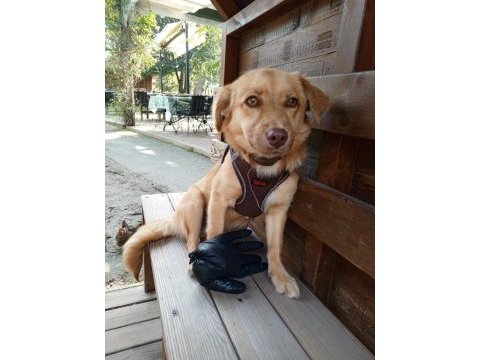 8 aylık dişi fino cinsi köpeğimiz
