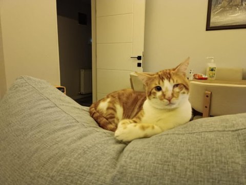 Iki kardeş kedilerimizi sahiplendirmek istiyoruz.
