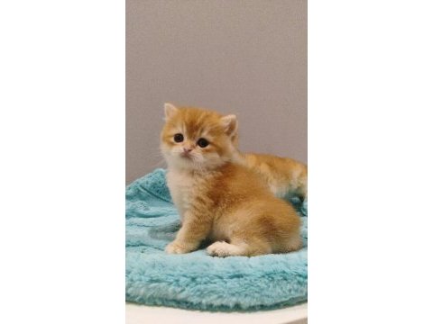 British golden shorthair yavrular