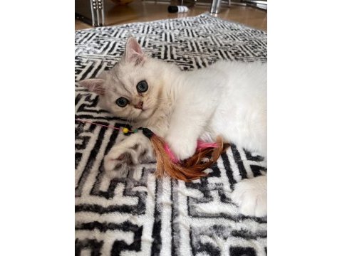 British longhair ns1133