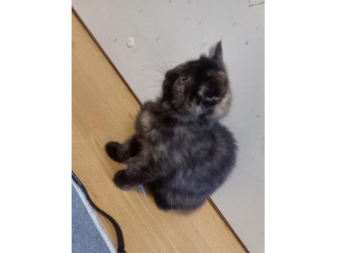 6 temmuz doğumlu exotic shorthair ve annesi