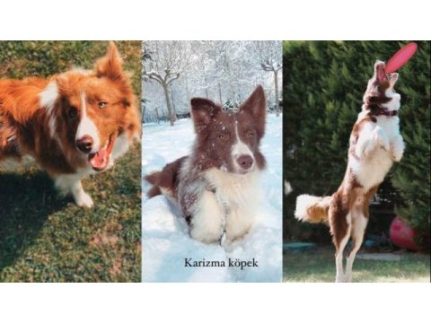 Fcı kıf şecereli evraklı blue merle dişi border collie