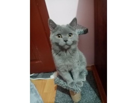 Sevgi pıtırcıkları kediler