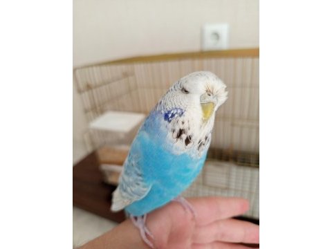 Jumbo albino muhabet kuşu