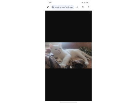 British shorthair akıllı kar beyaz
