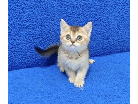 Golden bebek yavrumuz yeni yuvasını arıyor