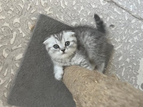 Ns 11 silver scottish fold bebeklerim