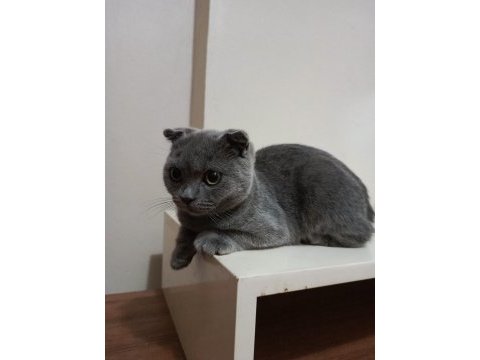 Orijinal scottish fold yavrusu