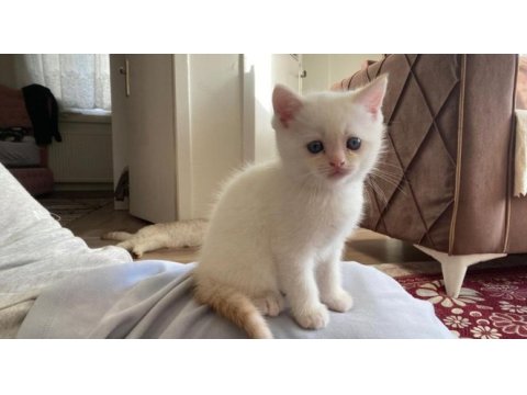Mavi gözlü british shorthair dişi yavru yuva arıyor