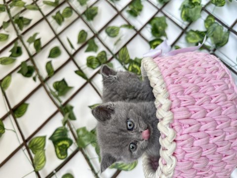 British shorthair kedimiz