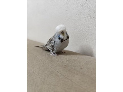 Show jumbo vasıflı takım muhabbet kuşu