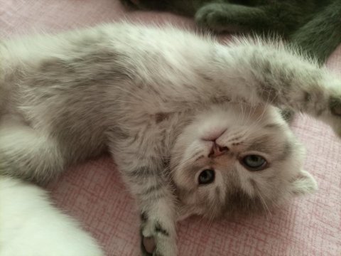 Scottish fold safkan