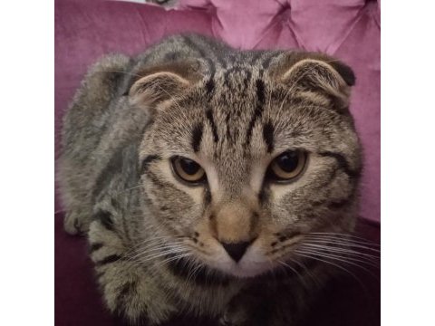 Scottish fold ve norveç orman kedisi melezi