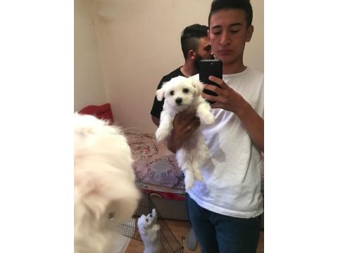 A kalite ırk sağlık garantili terrier