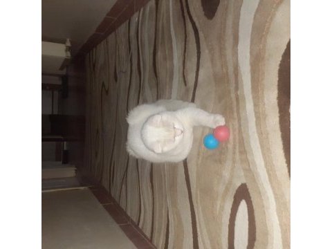 Ücretsiz verilecek malzemeleriyle 7.5 aylık scottish fold
