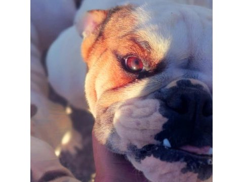 Damızlık 16 aylık 3 dişi ve 1 erkek bulldog