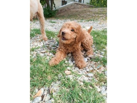3 aylık erkek poodle yavru bakımlı ve tuvalet eğitimli