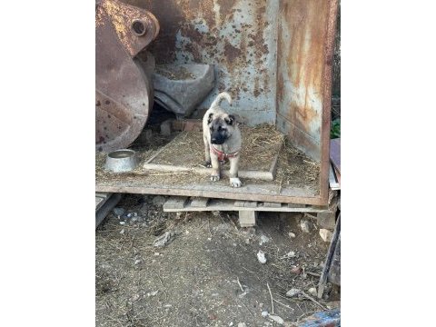 Saf kangal