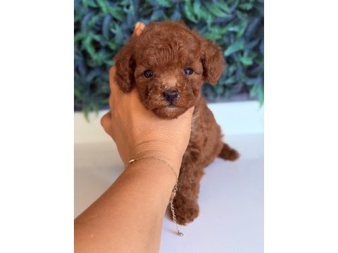 Sakarya toy poodle