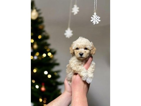 Toy poodle köpeği
