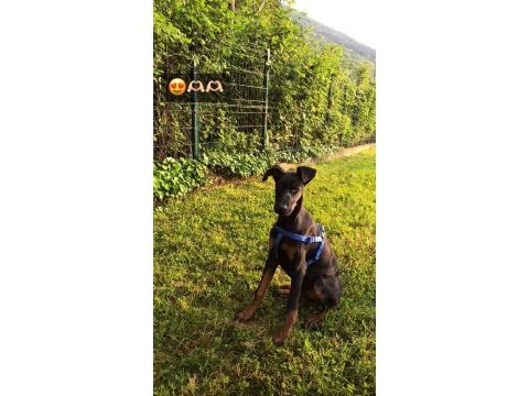 7 aylık eğitimli doberman
