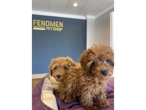 Türkiyenin en güzel toy poodle yavruları