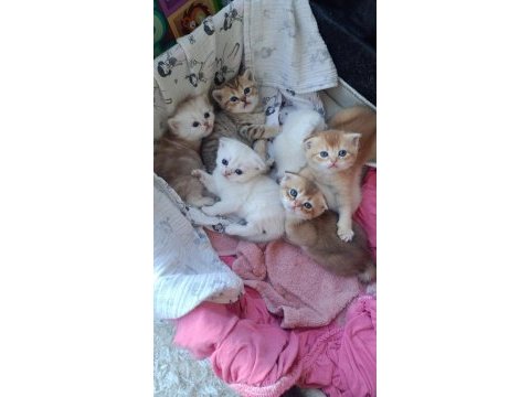 10 gün sonra teslim edilecek british shorthair