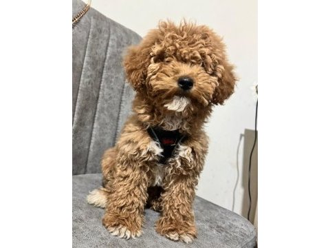 Köpeğimiz paris yeni yuvasını arıyor