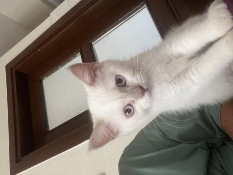 2,5 aylık kızımız british red point