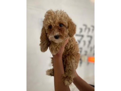 Maltipoo canlarım ev üretimi