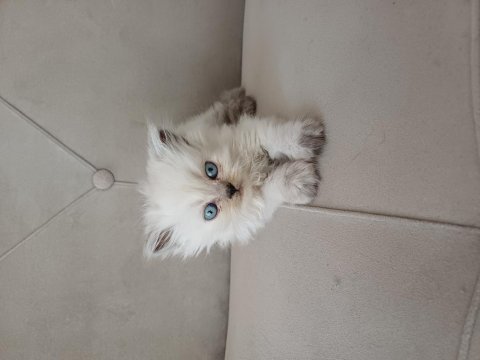 Dişi british longhair