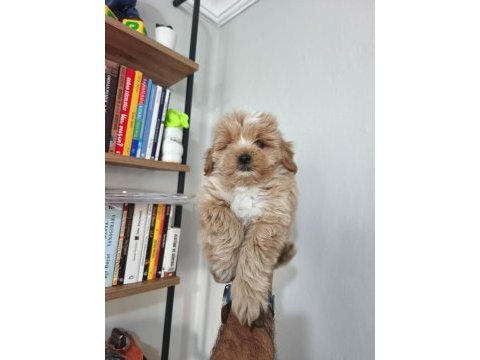Maltipoo yavruları