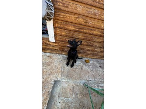 Petmode den sçr belgeli black solid alman kurdu
