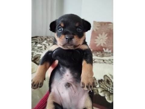 Safkan gül kuyruk pinscher