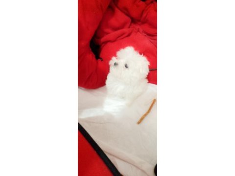 Orjinal maltese