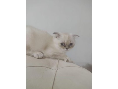 British shorthair 6 aylık