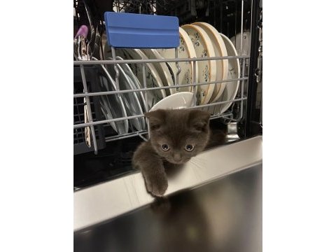 British shorthair kahverengi