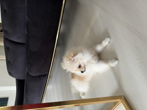 Pomeranian orjinal dışı yavru
