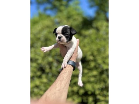 Sevimli ve maskeli french bulldog yavrularım